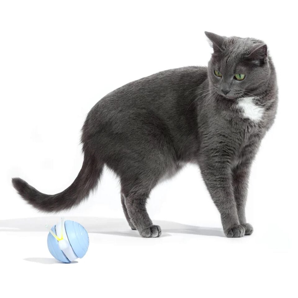Cheerble Şarjlı Akıllı İneraktif Kedi Salyangoz Oyuncağı, Kahverengi 7 x 5 x 5.8 cm CWJ02 Mavi