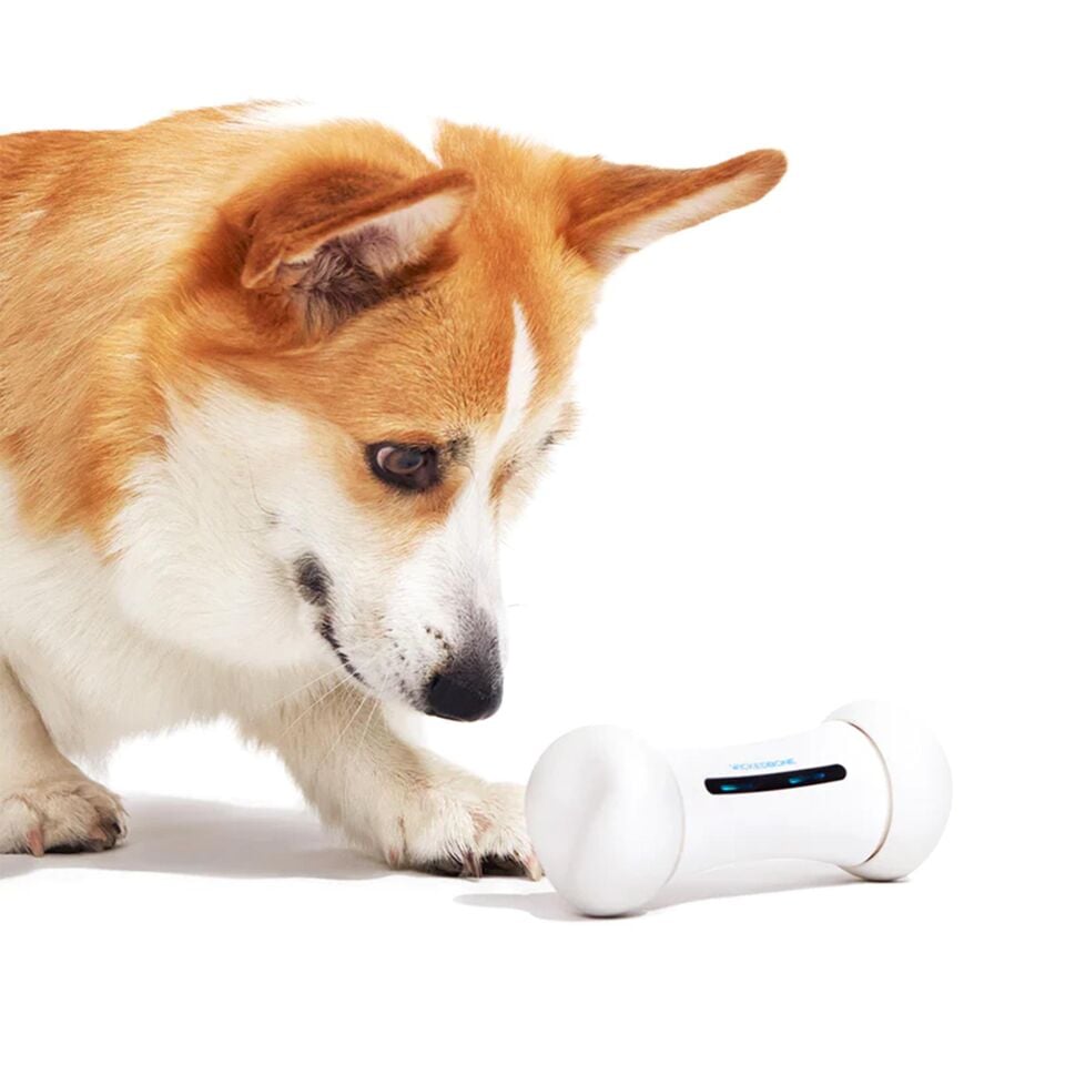 Cheerble Akıllı Kemik: Köpek,Yavru Köpek ve Kedi içinGüvenli ve Dayanıklı Otomatikİnteraktif Oyuncak 20 X 10 X 8 C1702